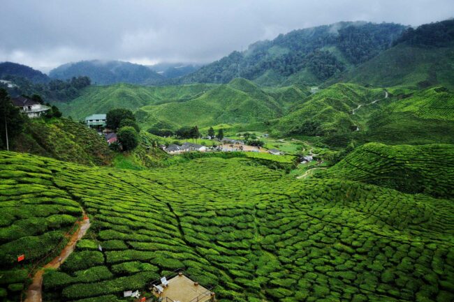 Cameroon Highland Tea Farm