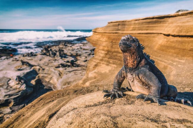 Galapagos Islands Marine Iguana - Iguanas warming in the sun on volcanic rocks on Puerto Egas (Egas port) Santiago island, Ecuador. Amazing wildlife animals on Galapagos Islands, Ecuador.