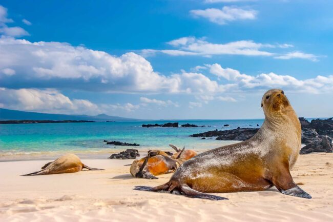 Ecuador. The Galapagos Islands. Seals are sleeping on the beach. Beaches of the Galapagos Islands. Pacific Ocean. Seals in Ecuador. Animals of the Galapagos Islands.