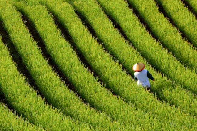 Farmer sprayed pesticides on a field of shallot plantation. Terracing in West Java, Indonesia